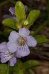 Oblongleaf snakeherb